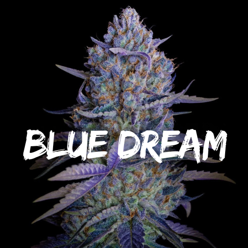 Blue Dream: Strain of the Week
