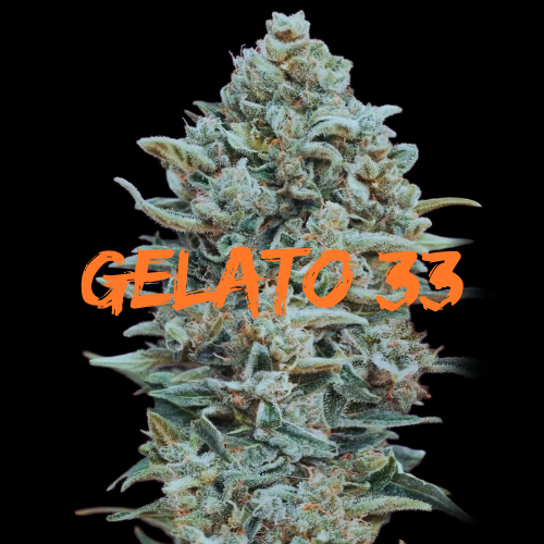 Gelato 33: Strain of the Week