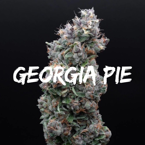 Georgia Pie: Strain of the Week