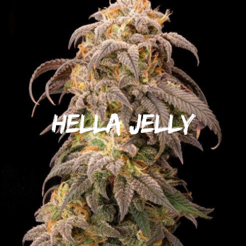 Hella Jelly: Strain of the Week