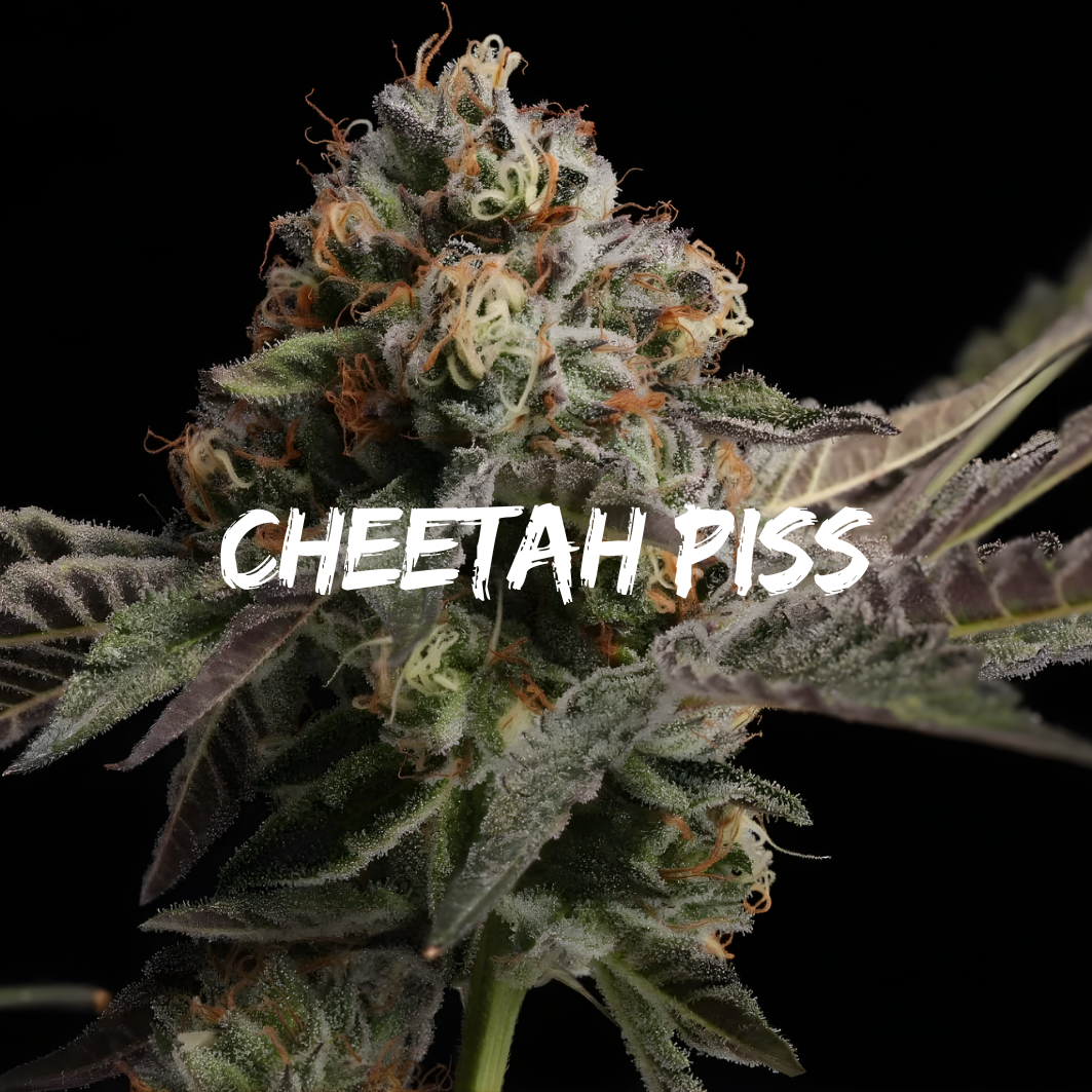 Cheetah Piss: Strain of the Week
