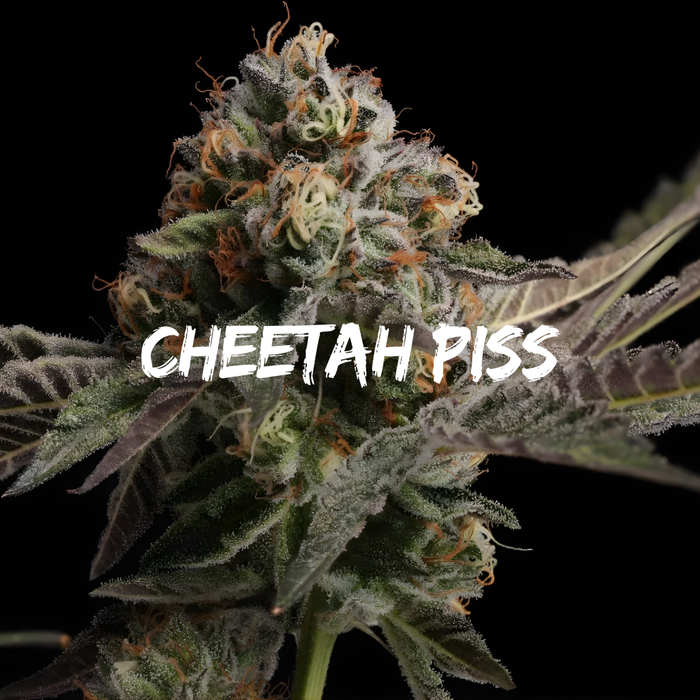 Cheetah Piss: Strain of the Week