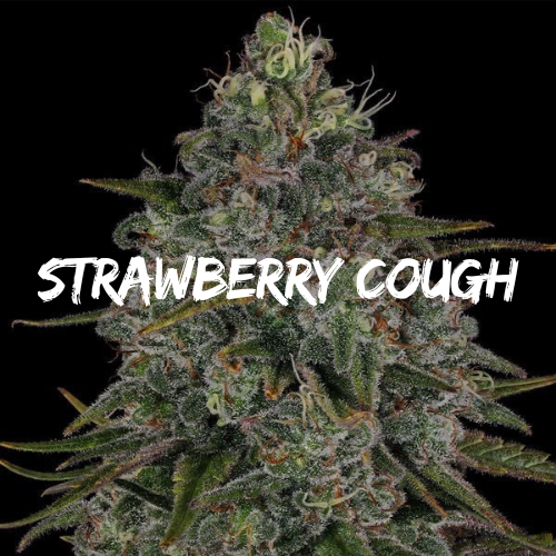 Strawberry Cough: Strain of the Week