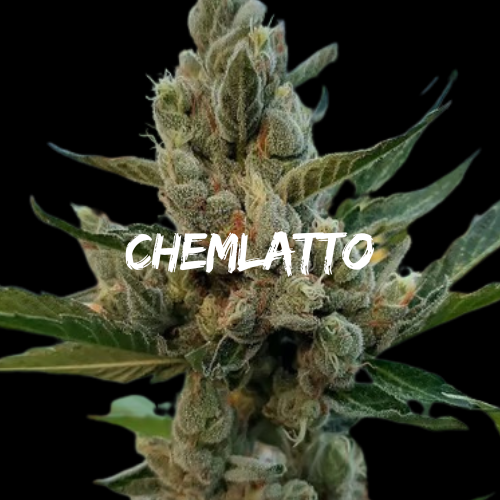 Chemlatto: Strain of the Week