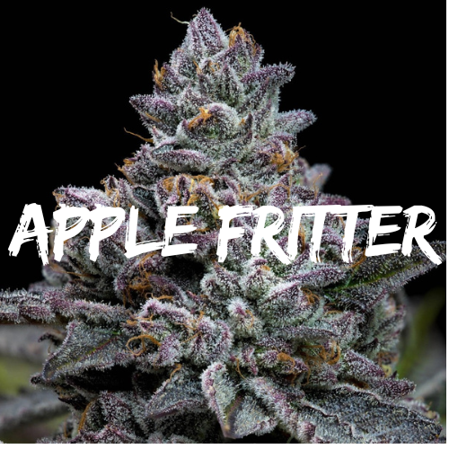 Apple Fritter: Strain of the Week